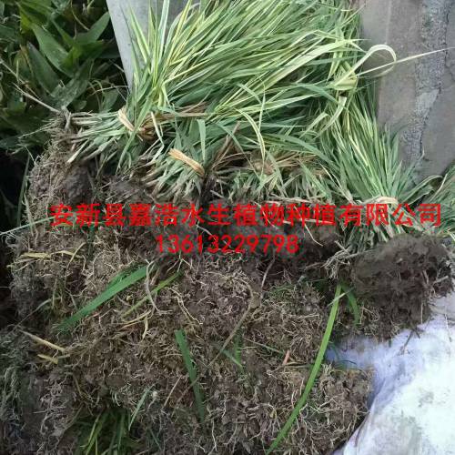 销售【水生植物种苗】观赏荷花苗/观赏睡莲苗 