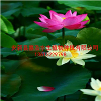 哈尔滨市盆栽荷花基地，盆栽荷花销售厂家 