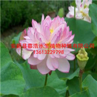 洛阳市【荷花种植】厂家/观赏荷花苗/盆栽荷花厂家 