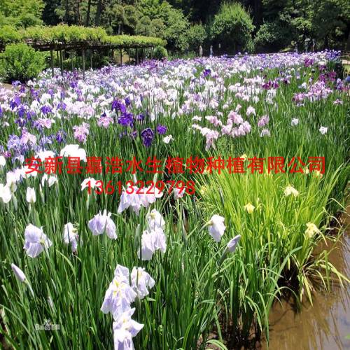 要找【水生鸢尾苗】盆栽荷花厂家/观赏荷花苗价格 