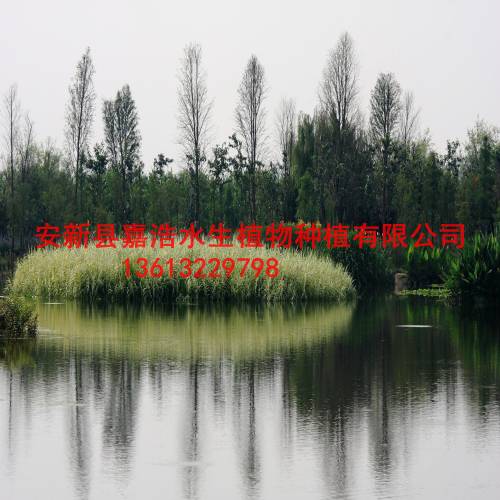 湖南省生态浮岛制作，人工浮岛制作厂家 