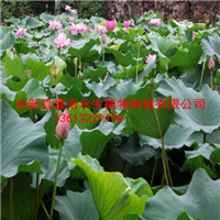 红色荷花苗厂家/红色荷花种植厂家 