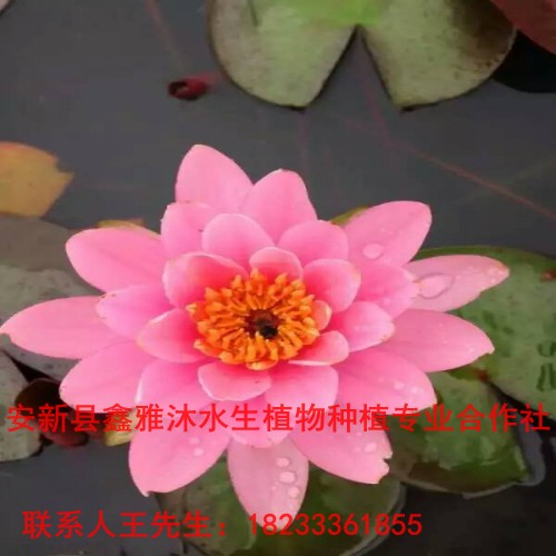 **的睡莲种植季节/种植睡莲**的季节 