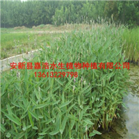 许昌市荷花种植厂家，许昌市水生植物种植13613229798 