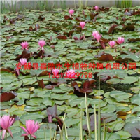 【睡莲种植厂家】睡莲苗价格/绿化工程/湿地绿化工程 