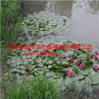 大型盆栽睡莲基地/大型盆栽睡莲销售批发厂家 