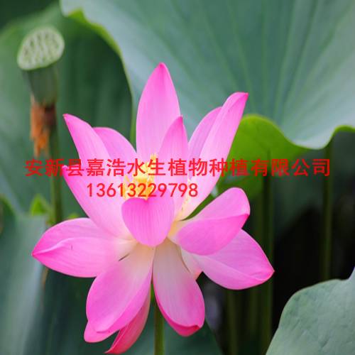 睡莲种植/香蒲种植/人工浮岛制作 