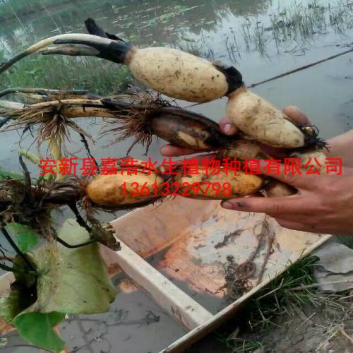 合肥市荷花苗销售商/合肥市种植荷花厂家 