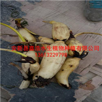 安新县藕苗销售厂家/安新县荷花种藕基地 