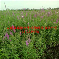 安新县荷花苗培养基地，睡莲苗销售厂家 