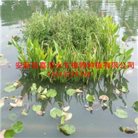 抚顺市【生态人工浮岛】制作/芦苇苗价格/荷花苗价格 