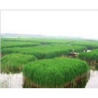 辽宁水生植物图片/辽宁芦苇苗成活率高 