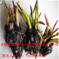 银川睡莲种植价格/银川水生植物种苗价格 