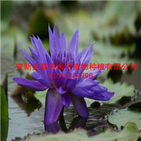 湿地【水生植物】种植价格/荷花苗价格/睡莲苗价格/芦苇苗价格 