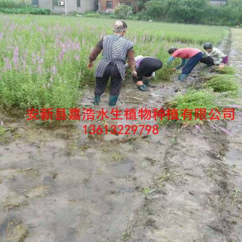 千屈菜苗，专业制作人工浮岛厂家 