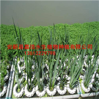 怀化市制作人工浮岛厂家/供应荷花苗价格/睡莲苗 