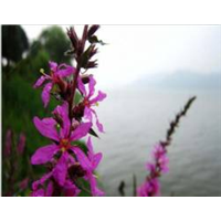 上海千屈菜价格/上海水生植物**报价 