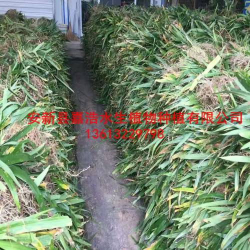 许昌市【黄菖蒲】种植厂家/盆栽荷花/盆栽睡莲 