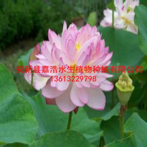 天津市荷花种植方法，睡莲种植价格 