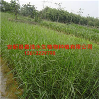 供应销售茭白苗/种植茭白厂家商家企业 