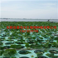 安新县观赏荷花种植厂家，安新县人工浮岛制作价格 