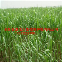 大型芦苇苗批发厂家/芦苇种苗销售供应基地 