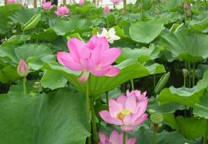 河北【荷花苗】专业种植技术指导 