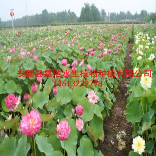 【盆栽荷花】培育基地/盆栽荷花价格/观赏荷花苗 