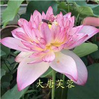【荷花苗价格】观赏睡莲苗/芦苇苗价格/芦竹苗