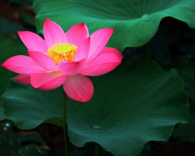 韶关市销售批发荷花苗/韶关市荷花种植厂家 