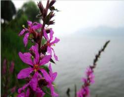 浙江水生植物图片/浙江千屈菜成活率高 