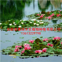 安新县**的【睡莲种苗】厂家/荷花苗价格/芦苇苗价格 