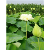 【荷花苗】基地/睡莲苗基地/芦苇苗基地