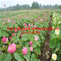 【荷花】种植技术/观赏荷花种植/品种荷花种植 