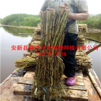 **的【芦苇苗】基地/荷花苗价格/盆栽荷花厂家 