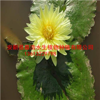 黄色睡莲种苗厂家/专业制作黄色睡莲 