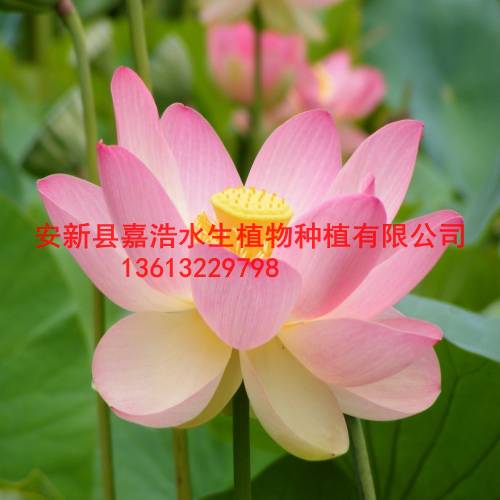 供应荷花苗/供应芦苇苗/批发千屈菜苗 
