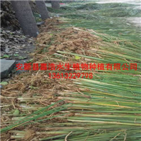 香蒲苗种供应商家与批发/香蒲种植价格 