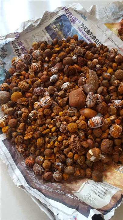 专业收购纯天然牛黄
