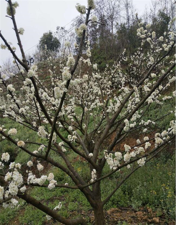 蜂糖李树苗批发 