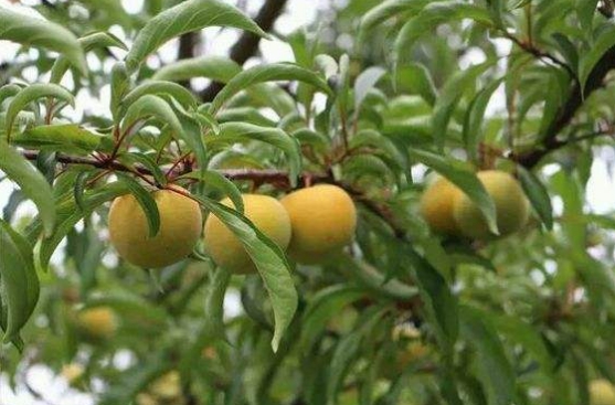 安顺蜂糖李嫁接苗 