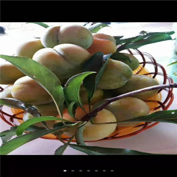 贵州蜂糖李苗 