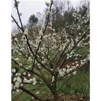 蜂糖李树苗批发 