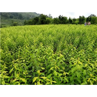 贵州蜂糖李苗 