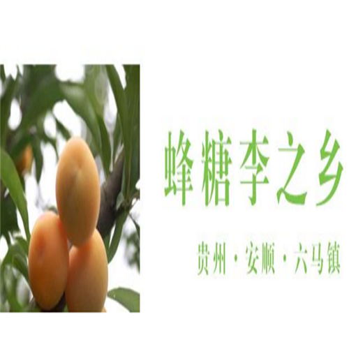 安顺蜂糖李苗 
