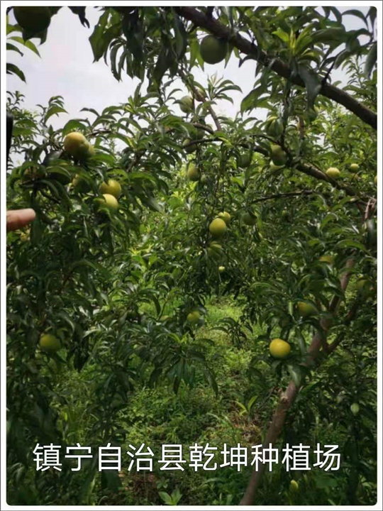 安顺蜂糖李批发