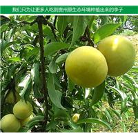 蜂糖李小苗批发 