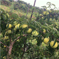 贵州蜂糖李 