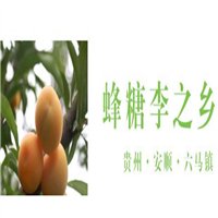 安顺蜂糖李苗 