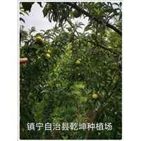 安顺蜂糖李批发